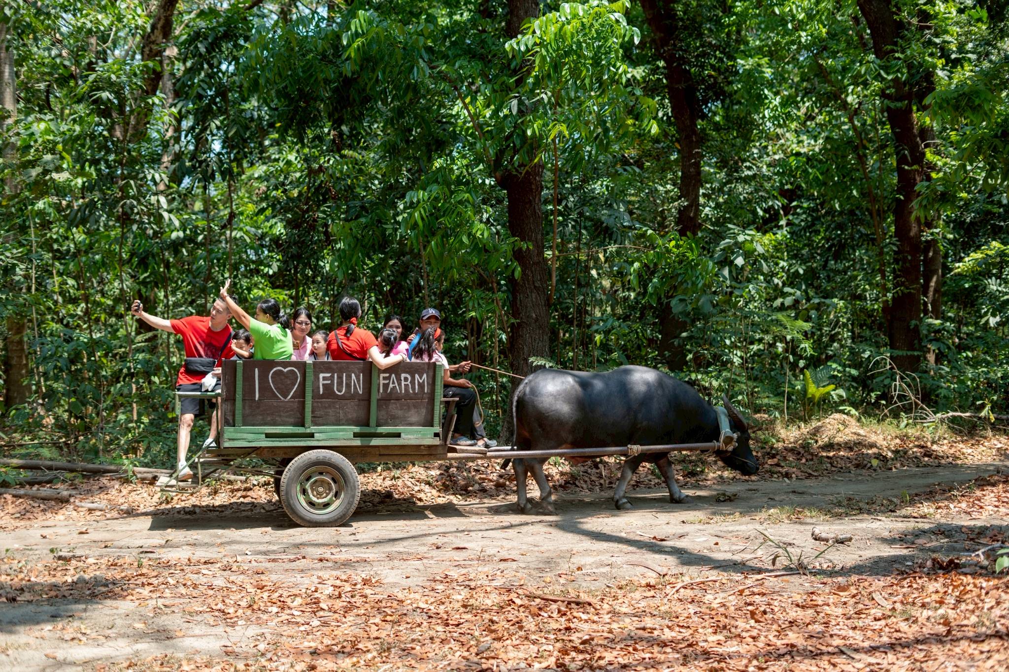 Riding a carabao-drawn cart is an experience families will talk about for years. 