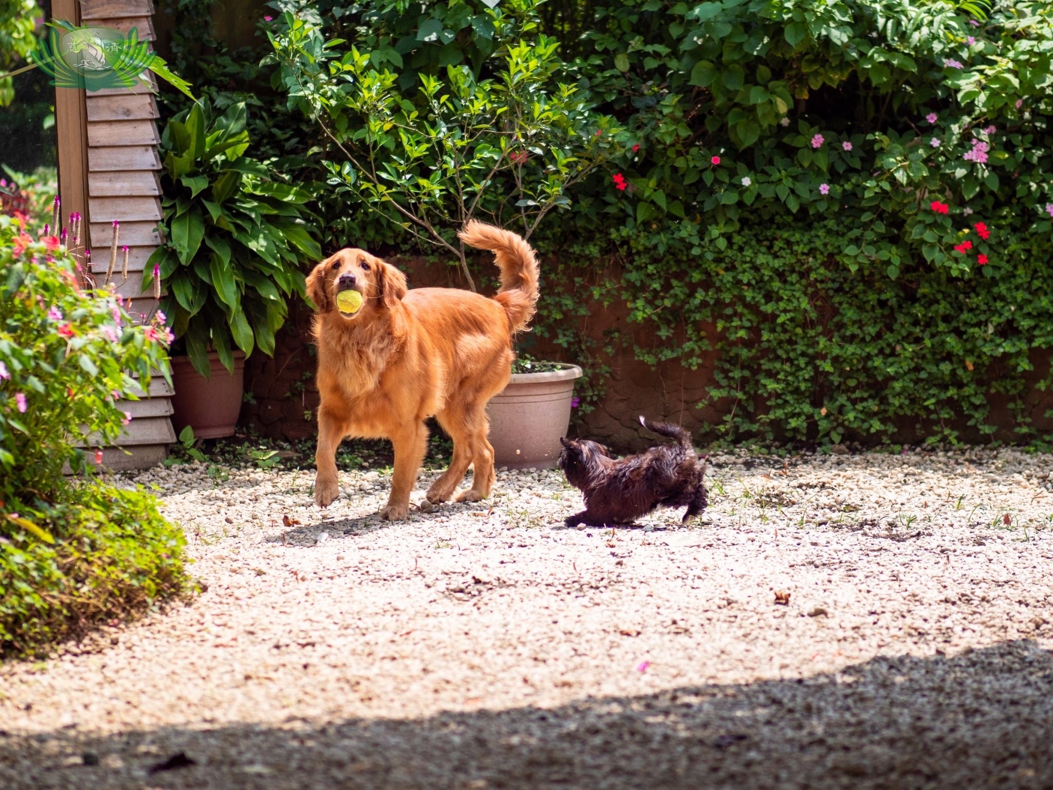 Sonya's dogs playing in her garden.【Photo by Daniel Lazar】