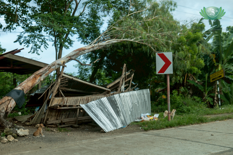 Destruction could be seen left and right in various areas of Cebu—trees toppled down, homes damaged.