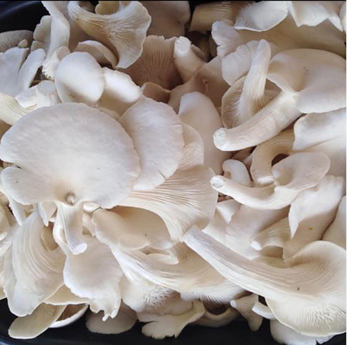 Oyster mushroom, when prepared right, makes an excellent and healthy seafood, pork, or beef substitute