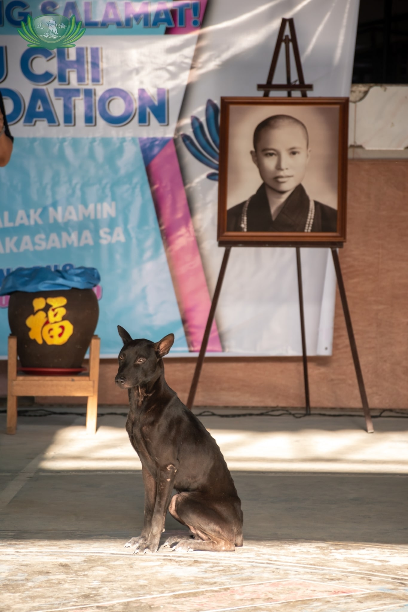 A stray dog appears to guard the portrait of Dharma Master Cheng Yen.