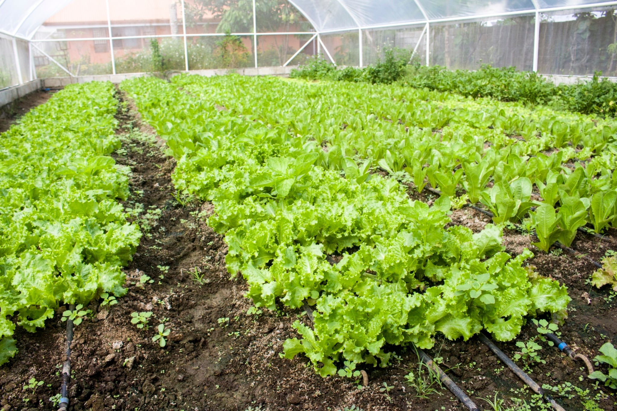 Rows of lettuce ready for harvest.【Photo by Matt Serrano】