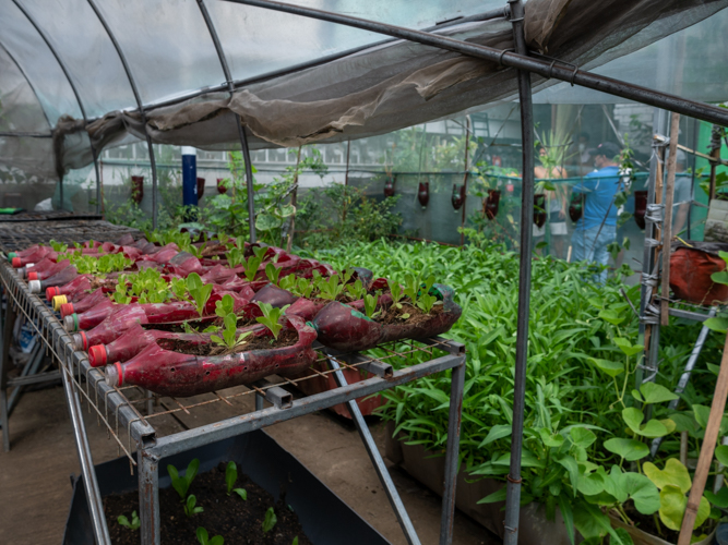 At Bistekville 9’s greenhouse, discarded plastic soft drink bottles are upcycled into pots for growing vegetables. 【Photo by Daniel Lazar】