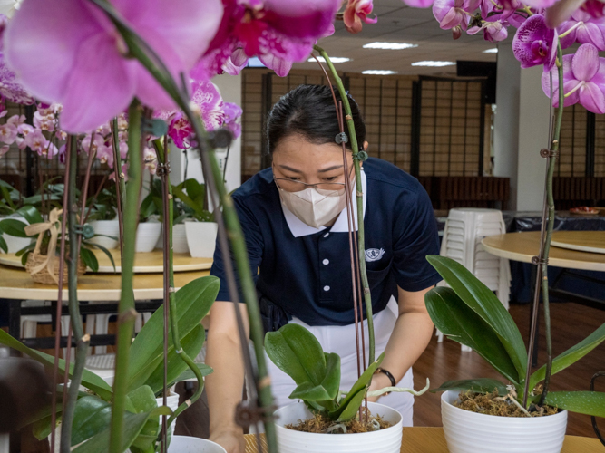 A volunteer prepares freshly potted orchids for display. After the event, the flowers were sold and their proceeds went to fund the construction of Unity Hall.【Photo by Matt Serrano】