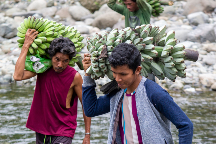 "I am not the only one experiencing joy here. All the families who have planted banana trees are happy too," says Eric Parcon, who, along with fellow farmers, harvested banana bunches on November 17 in Sitio Napisulan, Purok 14, Brgy. Sto Niño, Talaingod, Davao del Norte. 【Photo by Matt Serrano】