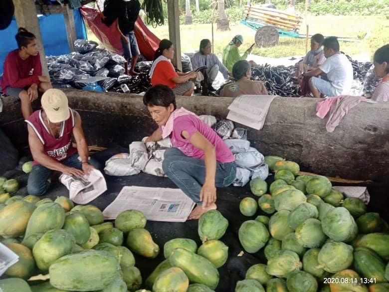 Gypsy papaya farmers from Guinayangan, Quezon, wrap their produce before loading them in a rented jeepney and selling them in public markets as far as 250 kilometers away. Sadly, they will return with many of these unsold papayas dented, pinched, and bruised from the long trip. (Photo courtesy of Rural Rising Philippines Facebook page)