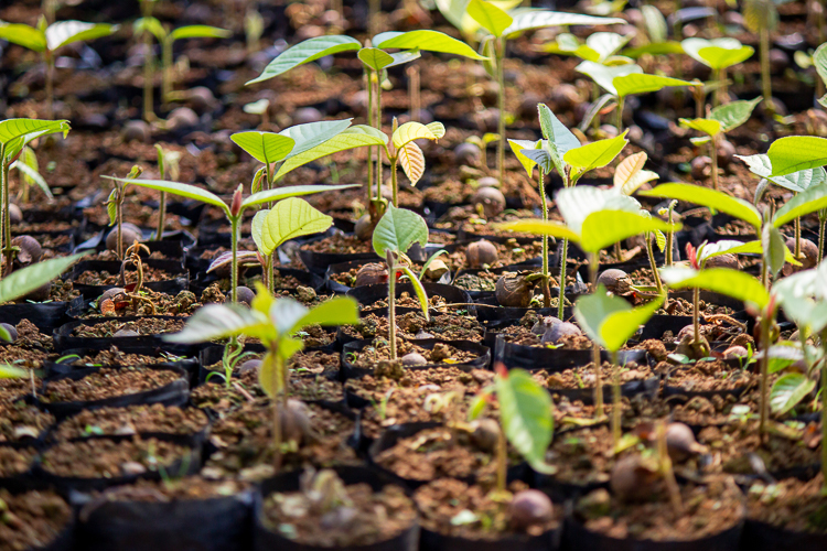 These tree seedlings are just starting to sprout in the plant nursery. 【Photo by Marella Saldonido】