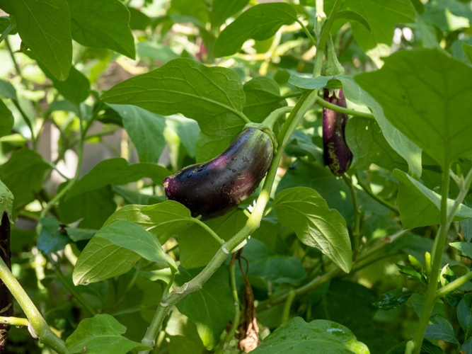 Among the many crops planted in the composting garden, vegetables are healthily grown using the compost prepared by BTCC gardening staff. 【Photo by Matt Serrano】