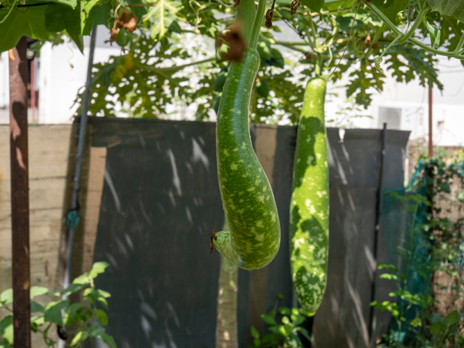 Among the many crops planted in the composting garden, vegetables are healthily grown using the compost prepared by BTCC gardening staff. 【Photo by Matt Serrano】