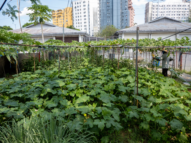 Aside from nutritious vegetables, BTCC’s garden also grows decorative plants.【Photo by Matt Serrano】