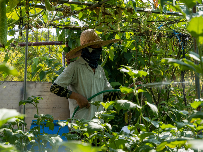 Gardeners regularly water the plants every morning to prevent them from drying out as temperatures increase. 【Photo by Matt Serrano】