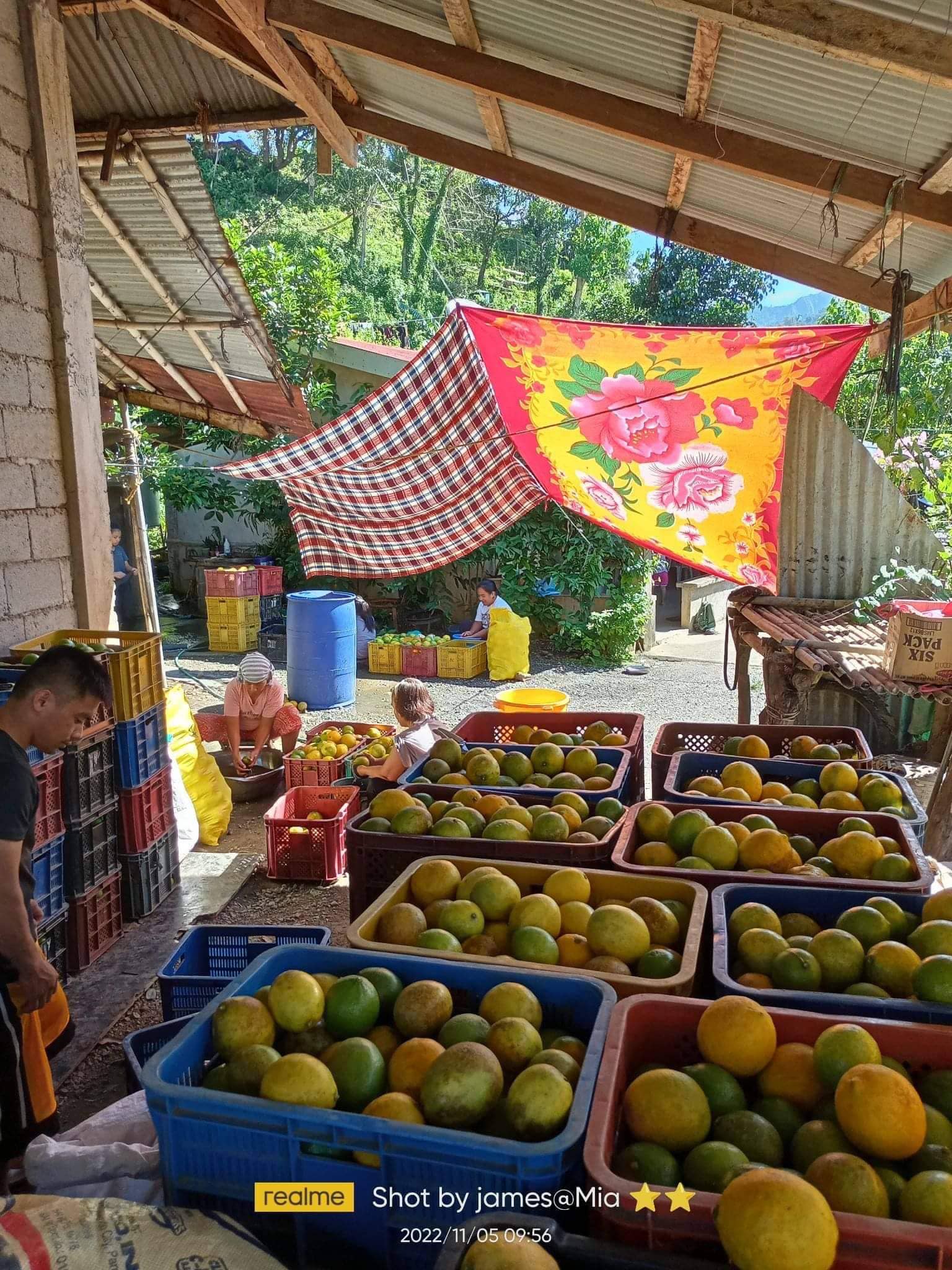 hey may not look like conventional lemons, but this haul from Tuba, Benguet, is just as juicy. (Photo courtesy of Rural Rising Philippines Facebook page)
