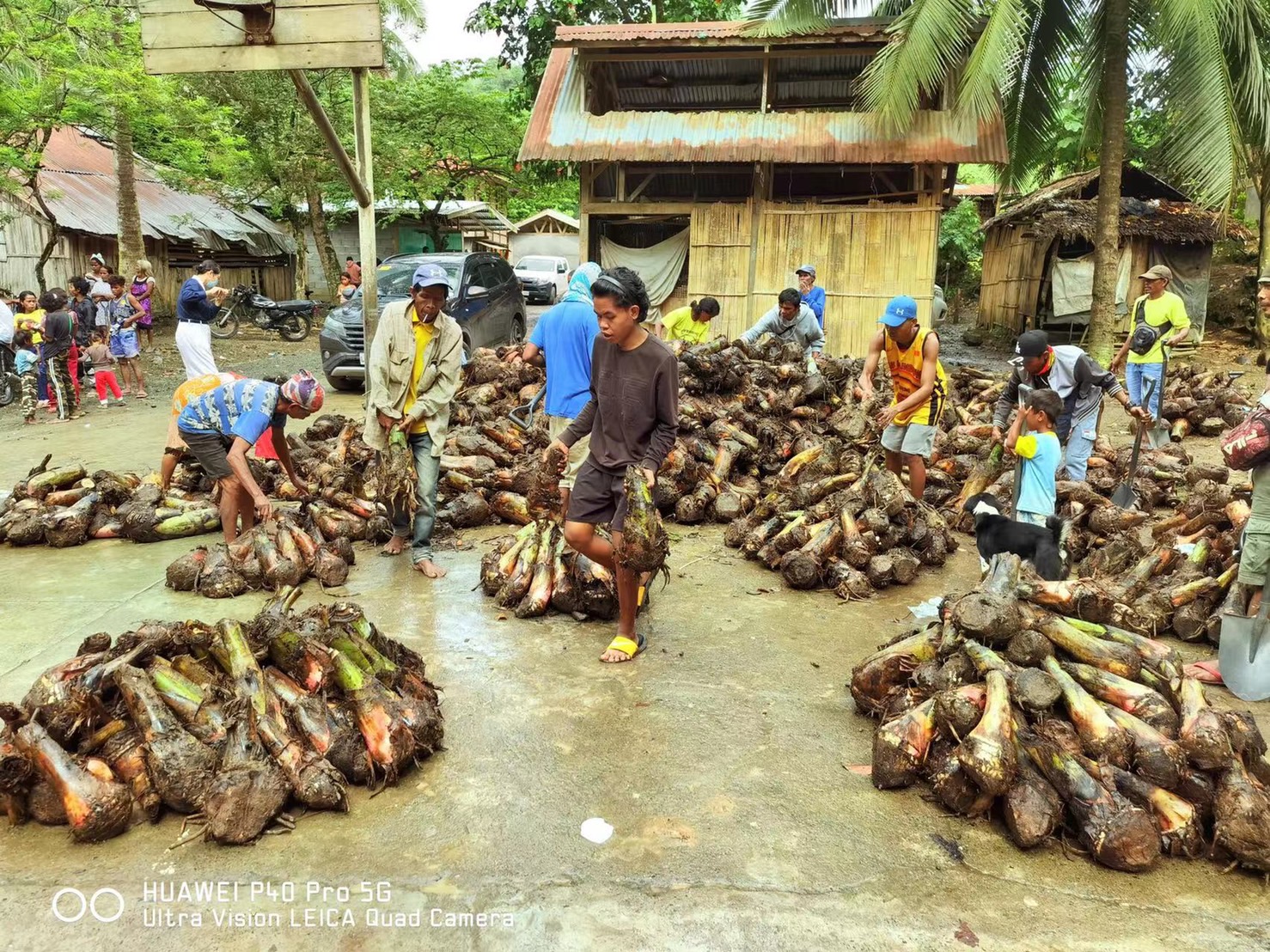 2,500 banana seedlings were given to indigenous farmers as part of Tzu Chi's efforts to ease families out of poverty. 