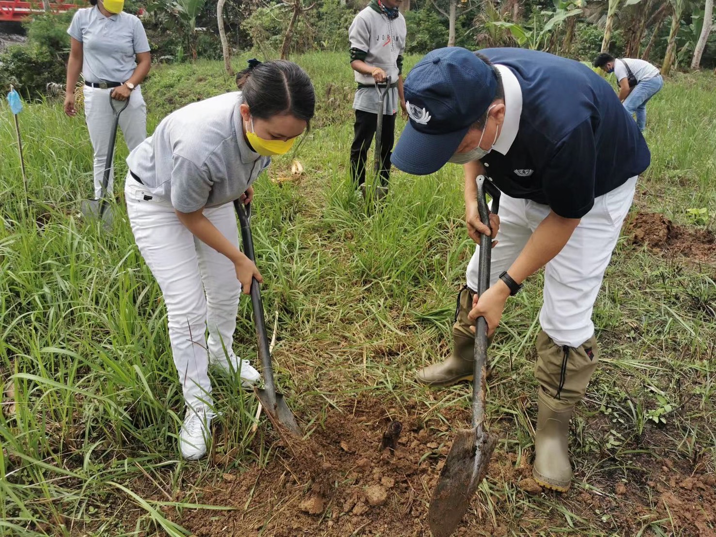 Volunteers place soil over a banana seedling. 