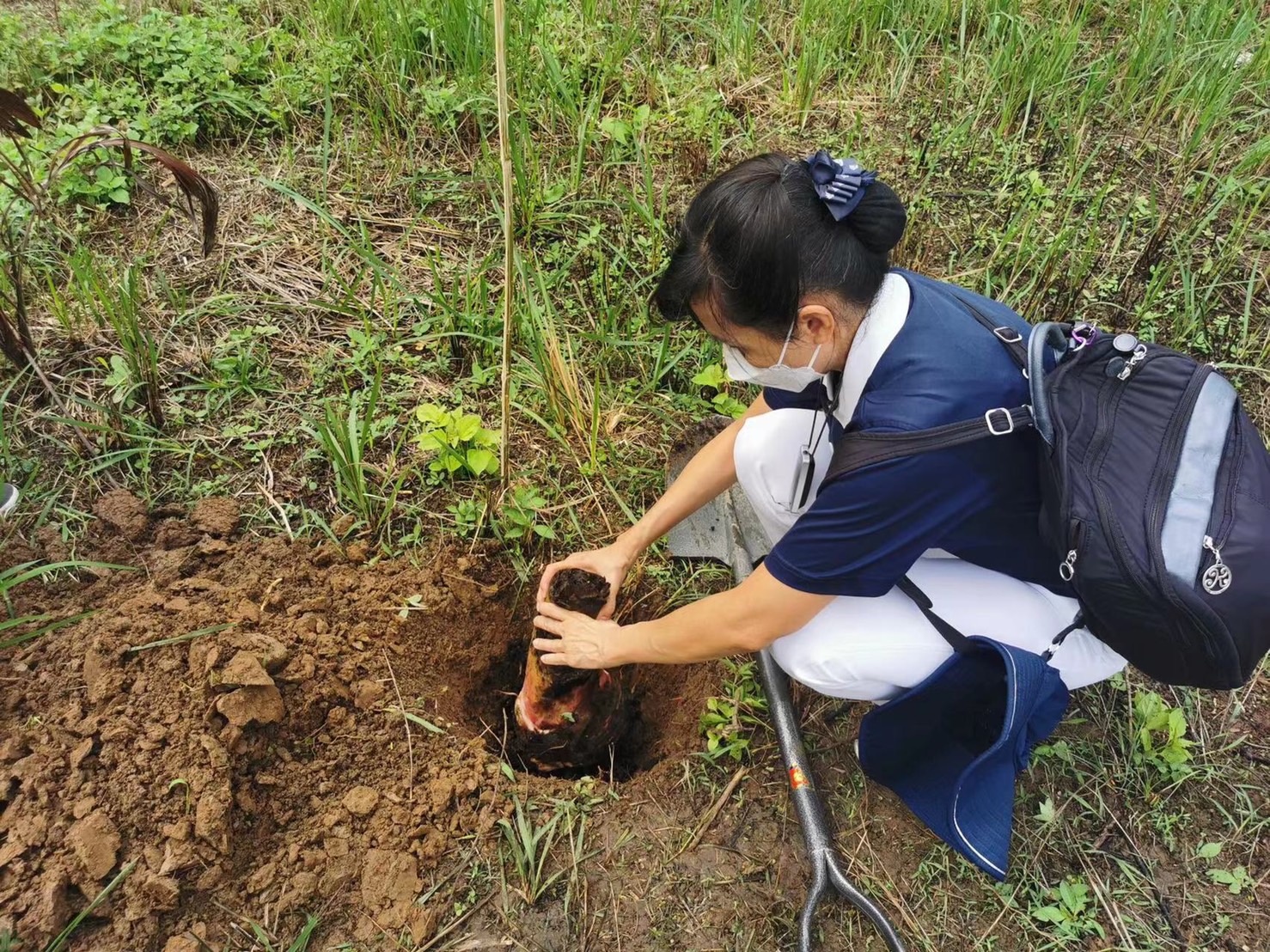 A volunteer plants a banana seedling in the ground. Farmers say it will take a year to grow and bear fruit. 