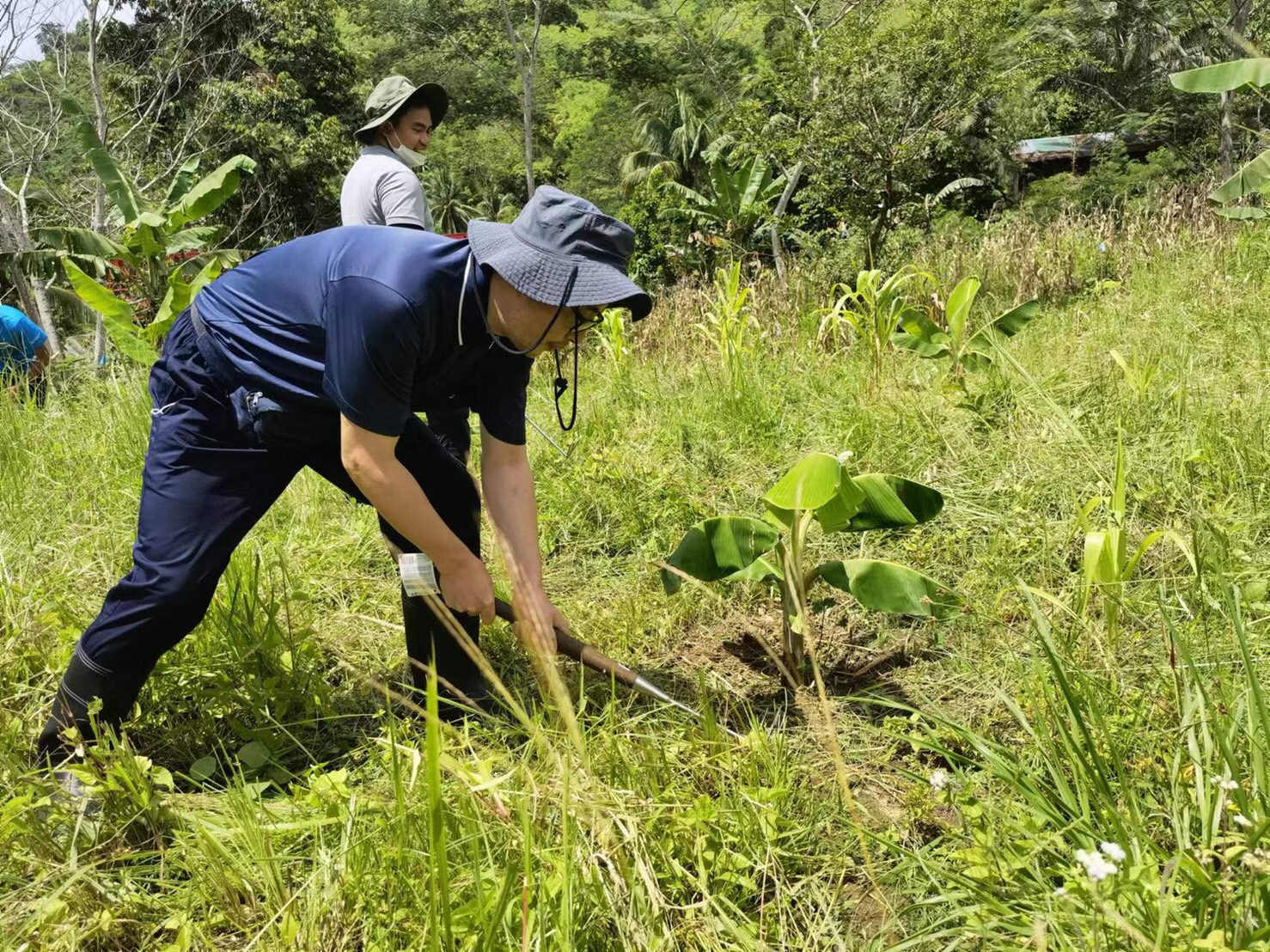 Volunteer helps remove weeds from a banana tree during their monthly visit to the banana farming project.