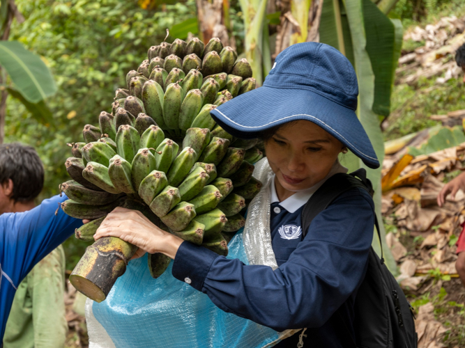 Tzu Chi volunteer Ang Mei Yuen helps carry a harvested bunch of bananas. 【Photo by Matt Serrano】